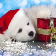 So Santa Got You A Puppy For Christmas? PETS ARE NICE, BUT ACCIDENTS ARE INEVITABLE.